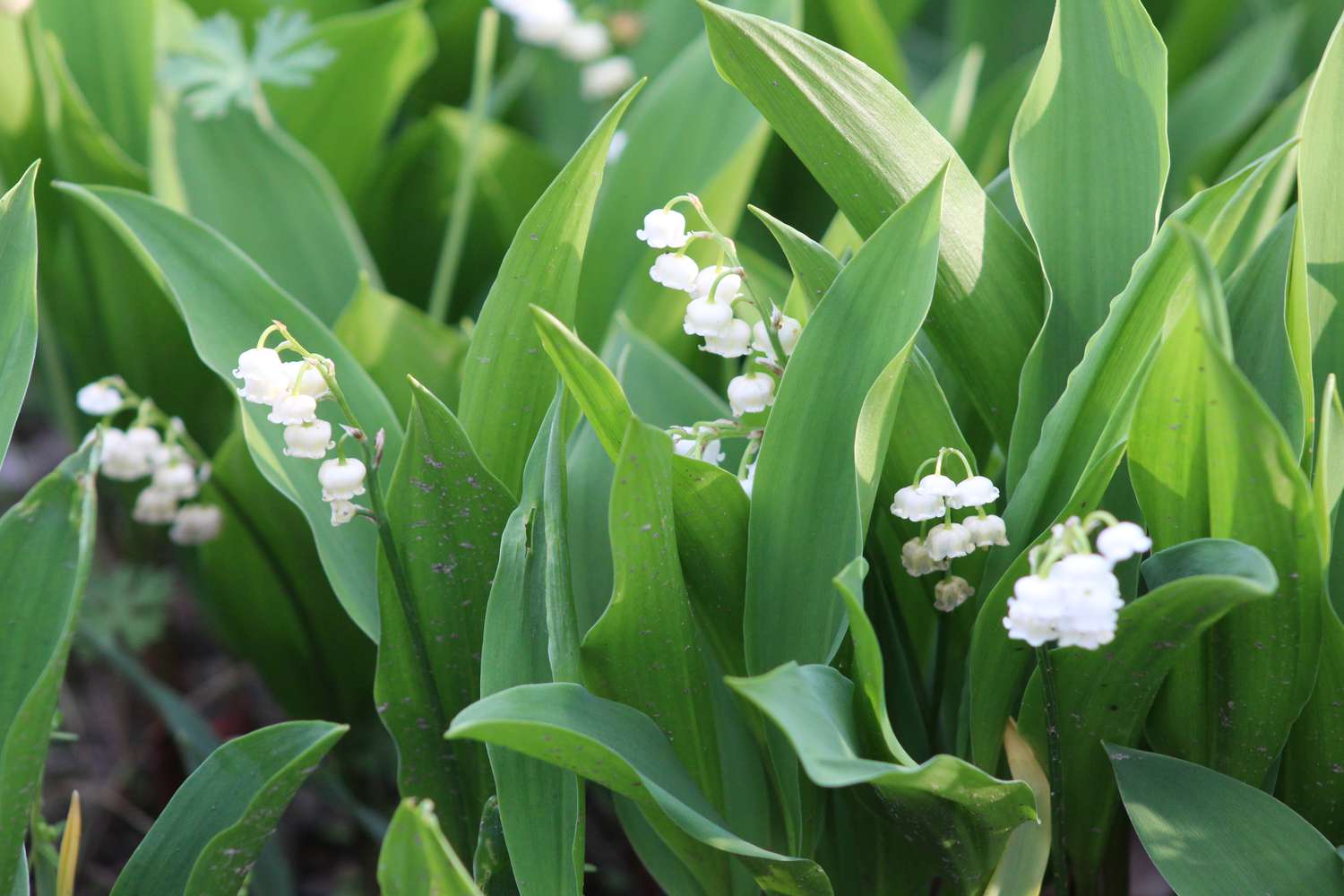 Le muguet