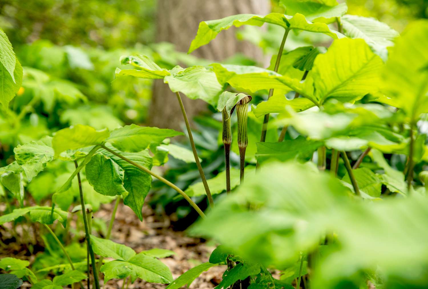 Plantes en chaire trouvées en pleine floraison dans la nature