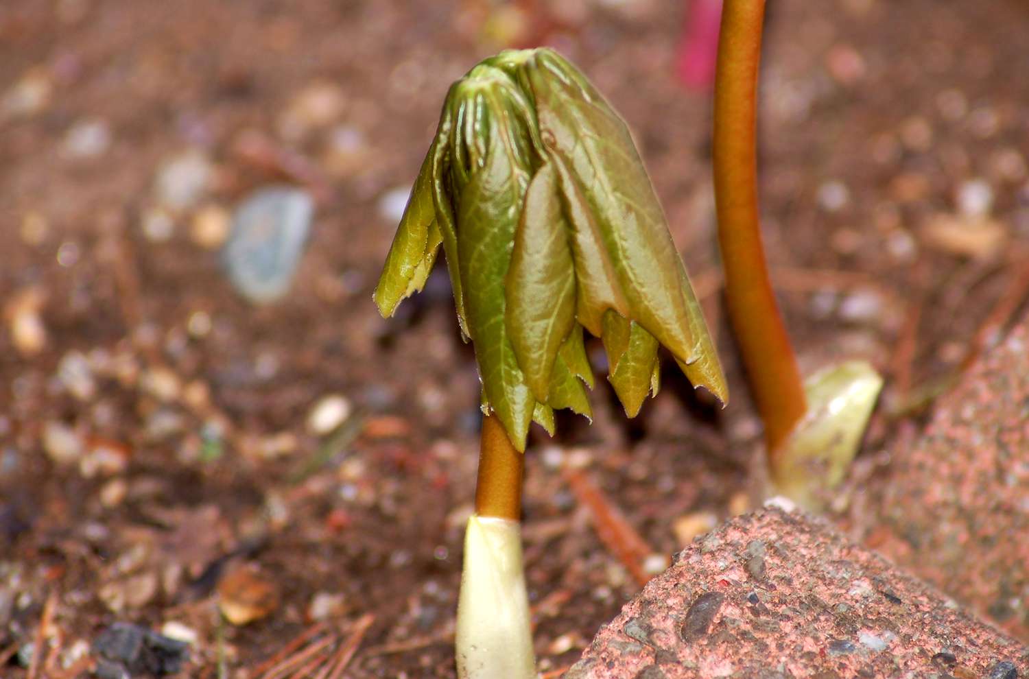 Image d'un plant d'ananas émergeant du sol au printemps.