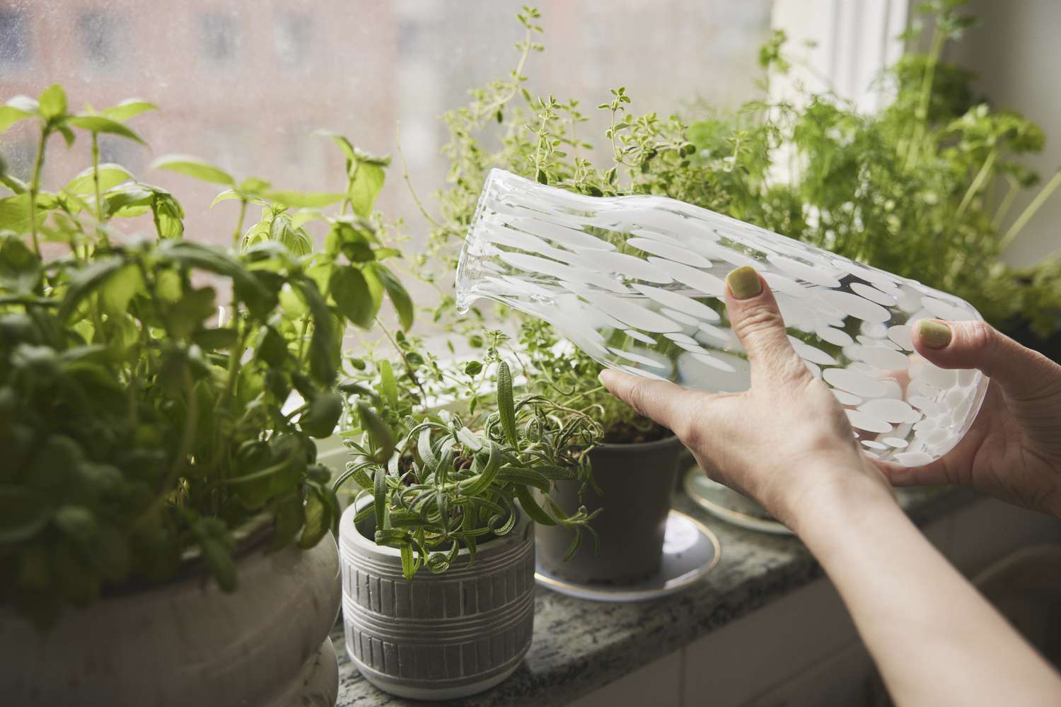 Personne arrosant des herbes sur le rebord d'une fenêtre