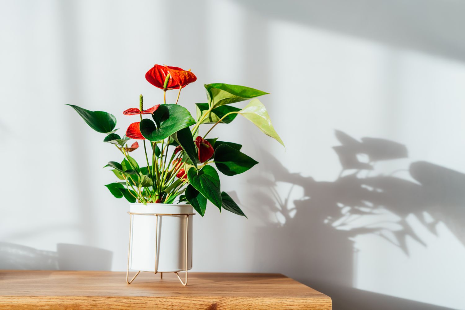 Plante d'intérieur Anthurium rouge dans un pot de fleurs blanc moderne sur une console en bois sous la lumière du soleil et les ombres sur un mur blanc gris. Biophilia dans un salon minimaliste de style scandinave. 