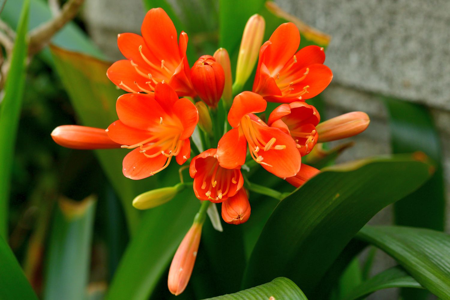 Clivia miniata, communément appelée lys de Kaffir ou lys des buissons, est une plante à fleurs vivace formant des touffes et dotée de rhizomes trapus. Elle possède de longues feuilles d'un vert vif et produit des tiges florales robustes surmontées de têtes de grandes fleurs en forme d'entonnoir dans des tons de rouge, d'orange et de jaune.