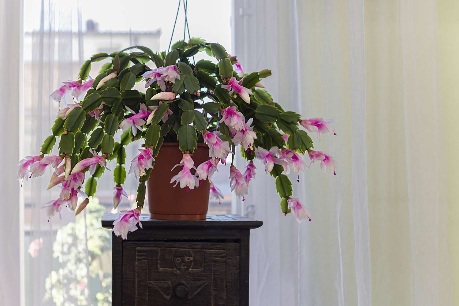 Un cactus de Noël à fleurs roses est placé sur un meuble devant la fenêtre à l'intérieur d'une pièce d'habitation.