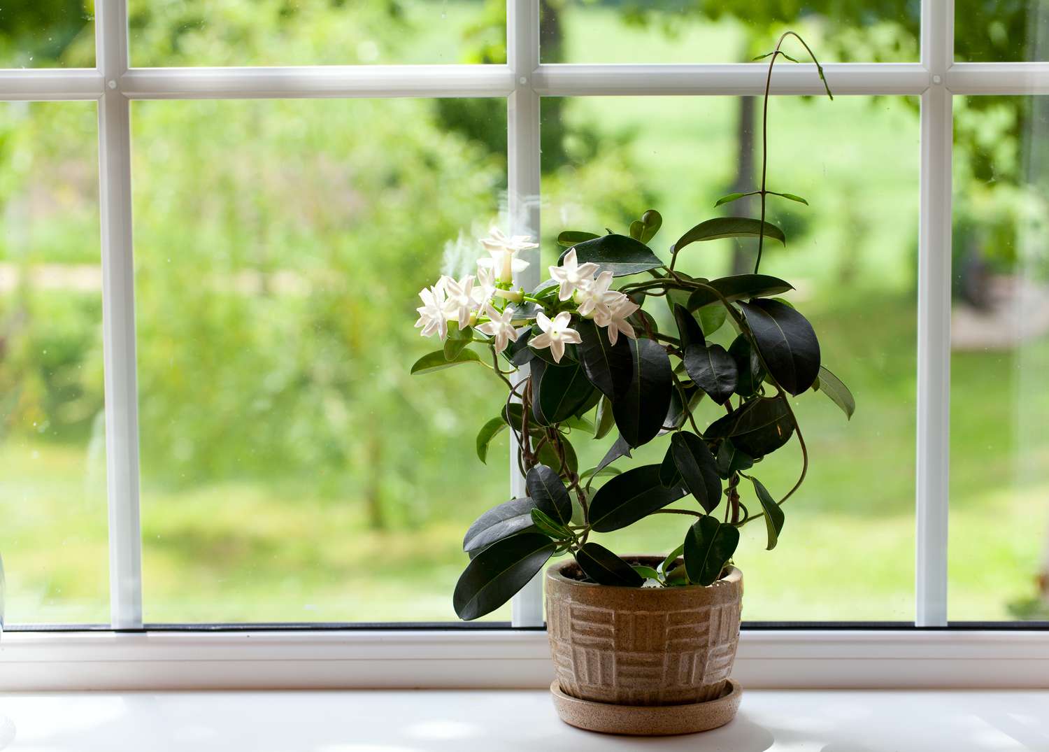 jasmin plante d'intérieur sur un rebord de fenêtre