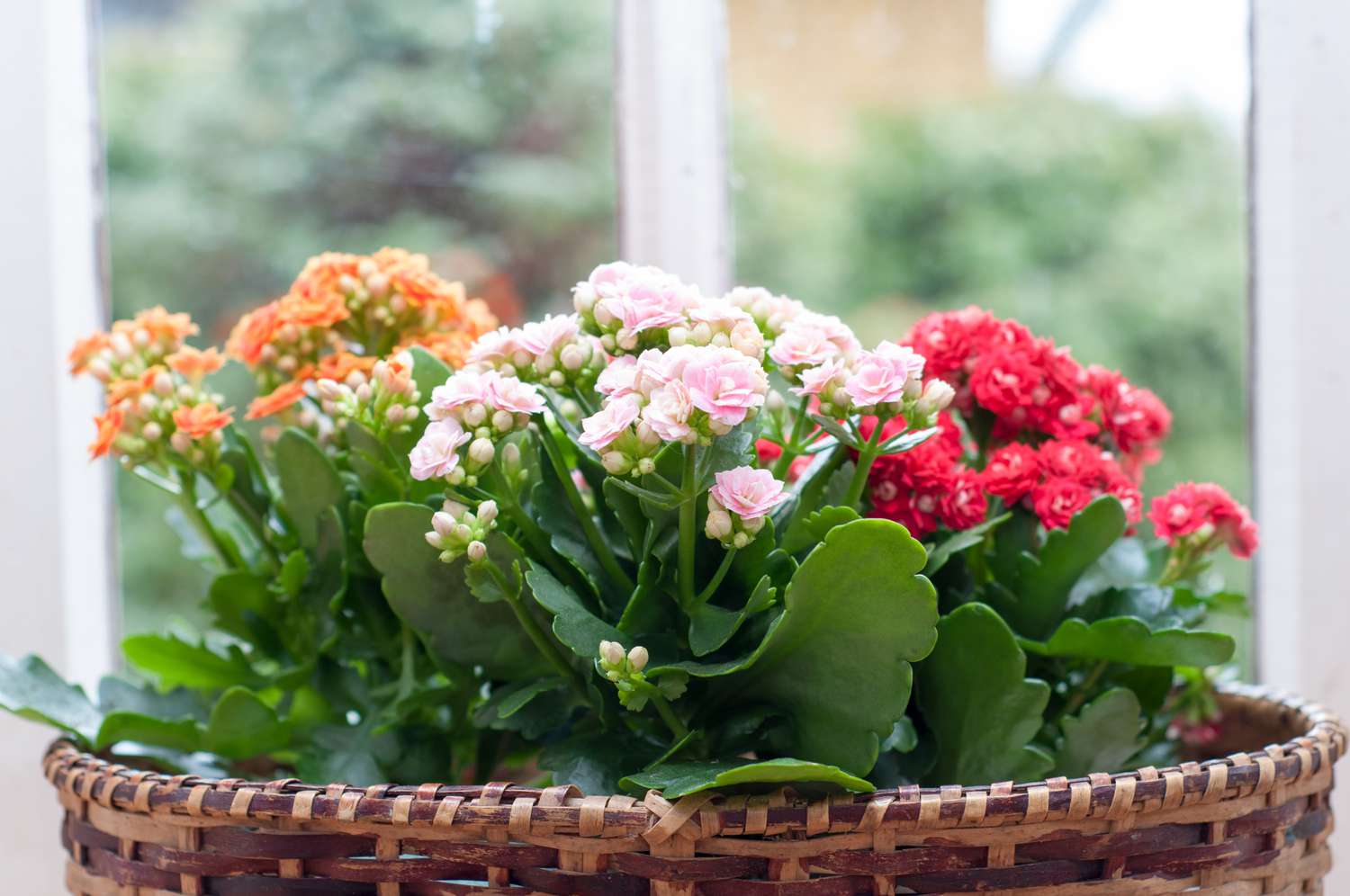 Magnifiques fleurs de Kalanchoe Calandiva sur le rebord d'une fenêtre