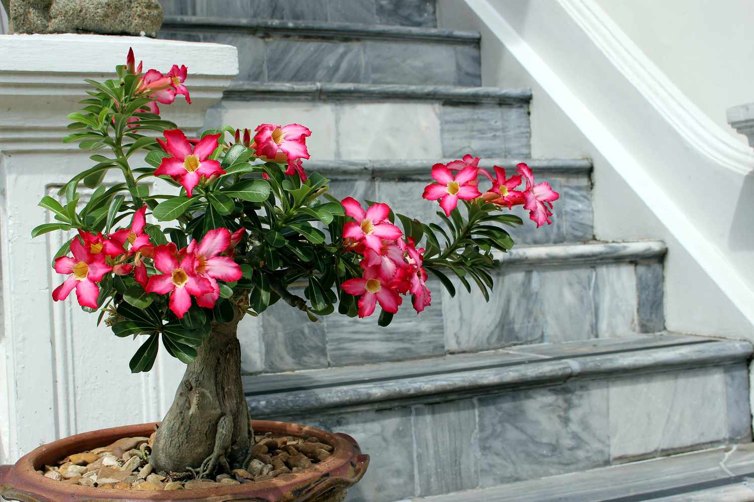 Bonsaï Adenium obesum devant un escalier en marbre au temple Wat Benchamabophit à Bangkok, Thaïlande, Asie.