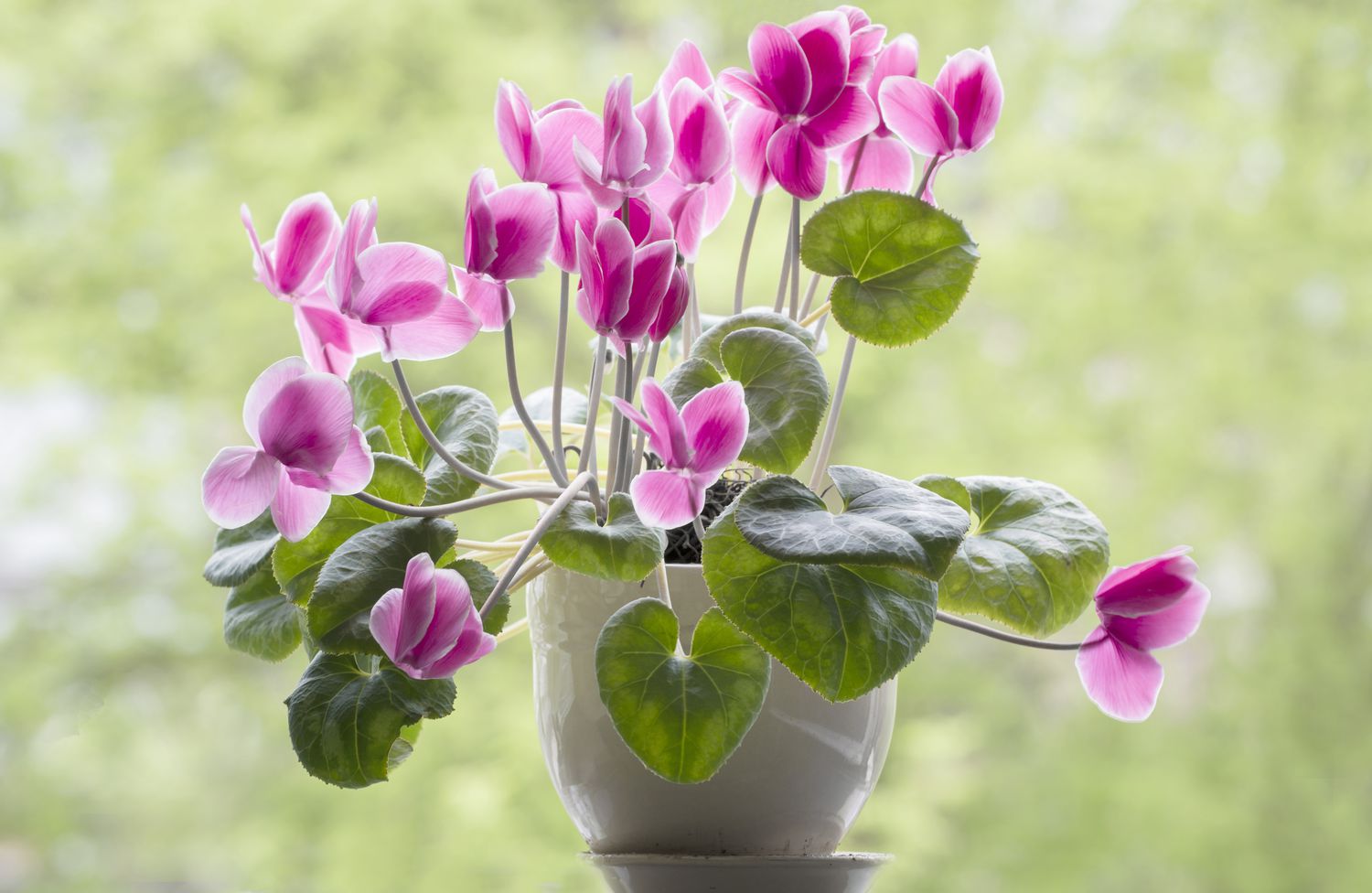 Gros plan d'un cyclamen dans une jardinière en céramique blanche sur un rebord de fenêtre.