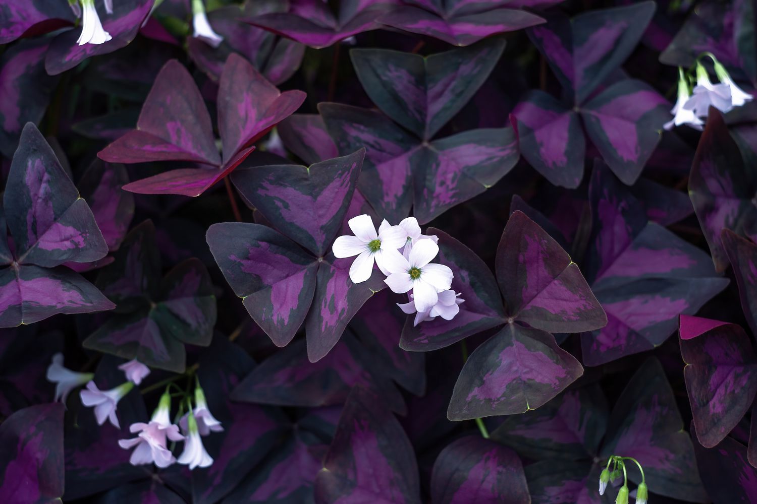 Faux trèfle fleurs blanches sur feuilles violettes foncées, vue de dessus. Oxalis triangularis, plante vivace de la famille des Oxalidaceae. Trèfle violet en fleurs avec trois feuilles en forme de cœur.