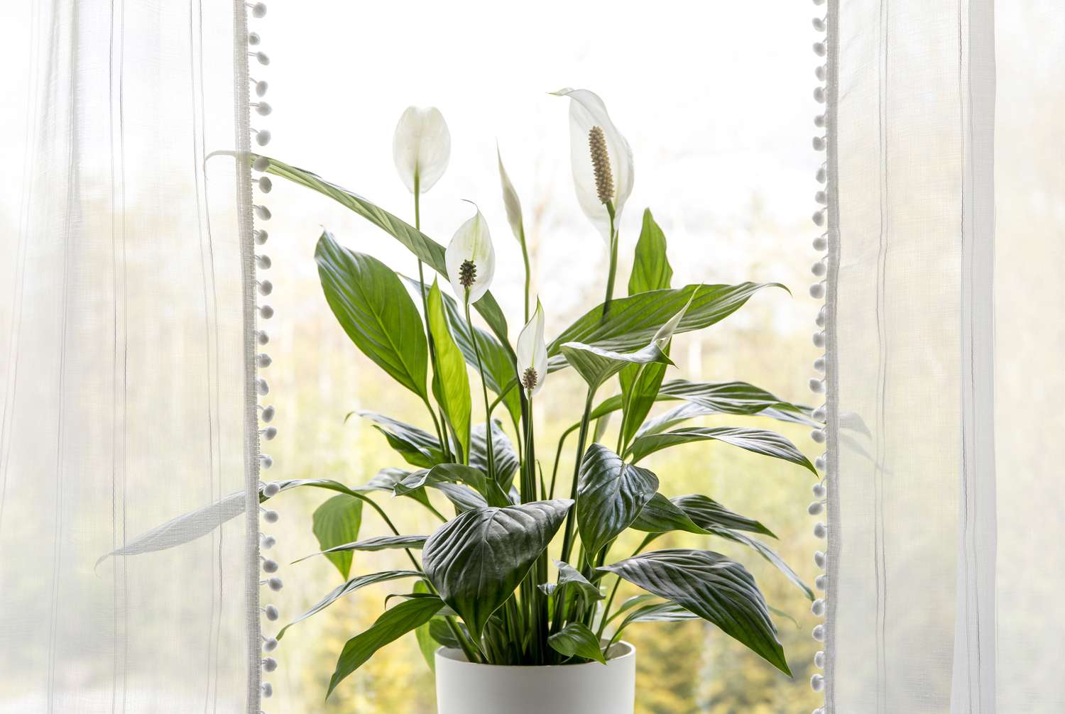 Concept de plantes d'intérieur purificatrices d'air dans la maison. Spathiphyllum, communément appelé spath ou lys de la paix, poussant en pot dans une pièce de la maison et purifiant l'air intérieur.