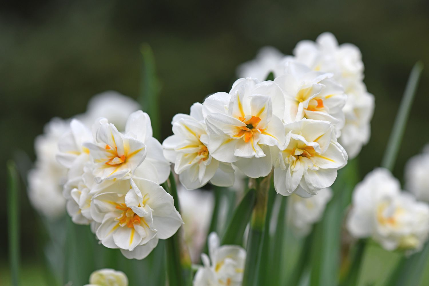 Gros plan sur un narcisse blanc dans un jardin.