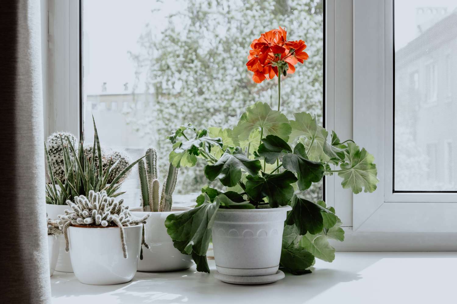 Fleurs de géranium ou de pélargonium. Plante antiseptique naturelle qui assainit l'air. 