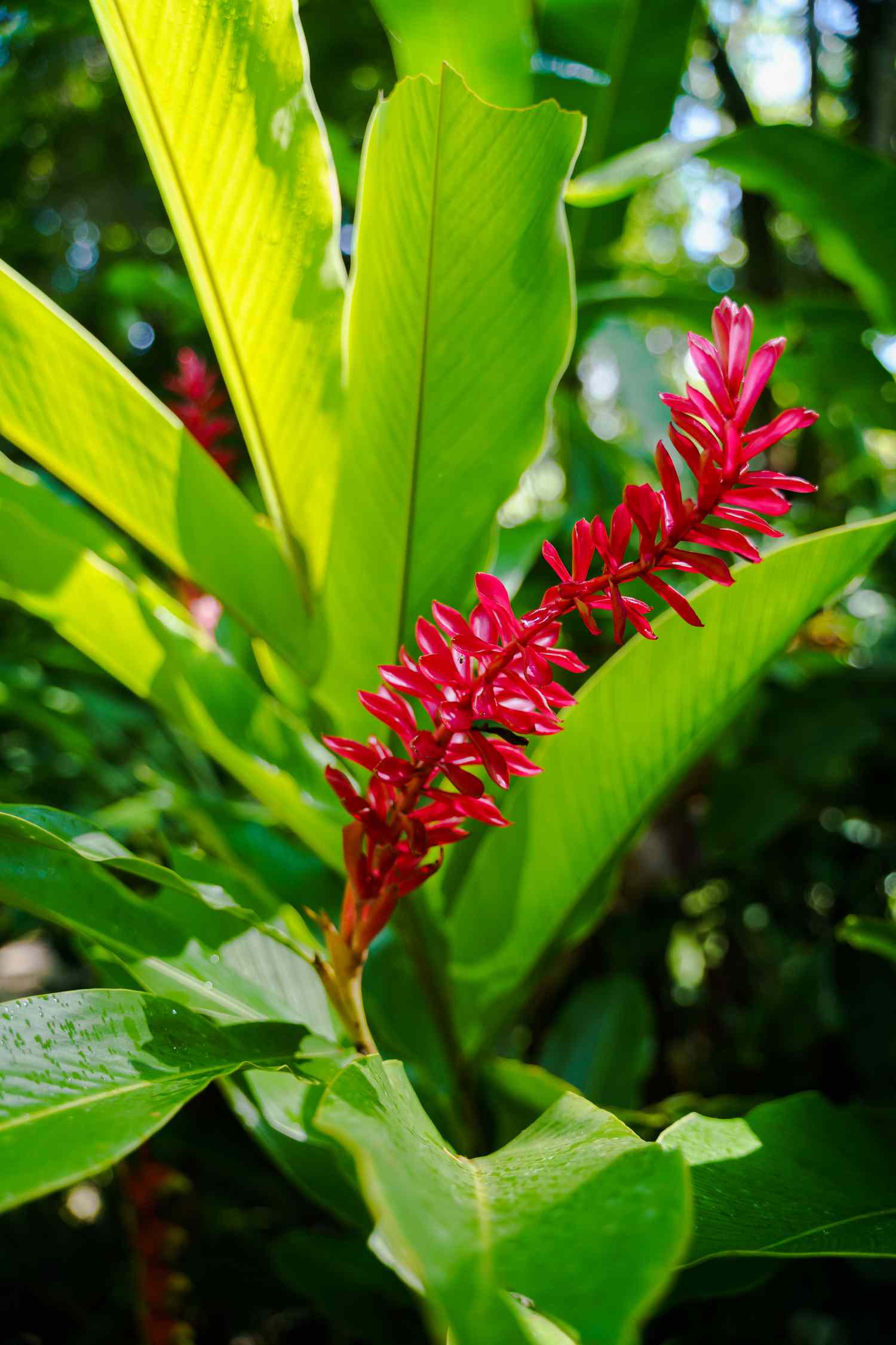 Plante zébrée d'Amazonie (Aechmea chantinii), une espèce de vase vivante sur le site de l'ancienne cité maya de Palenque.