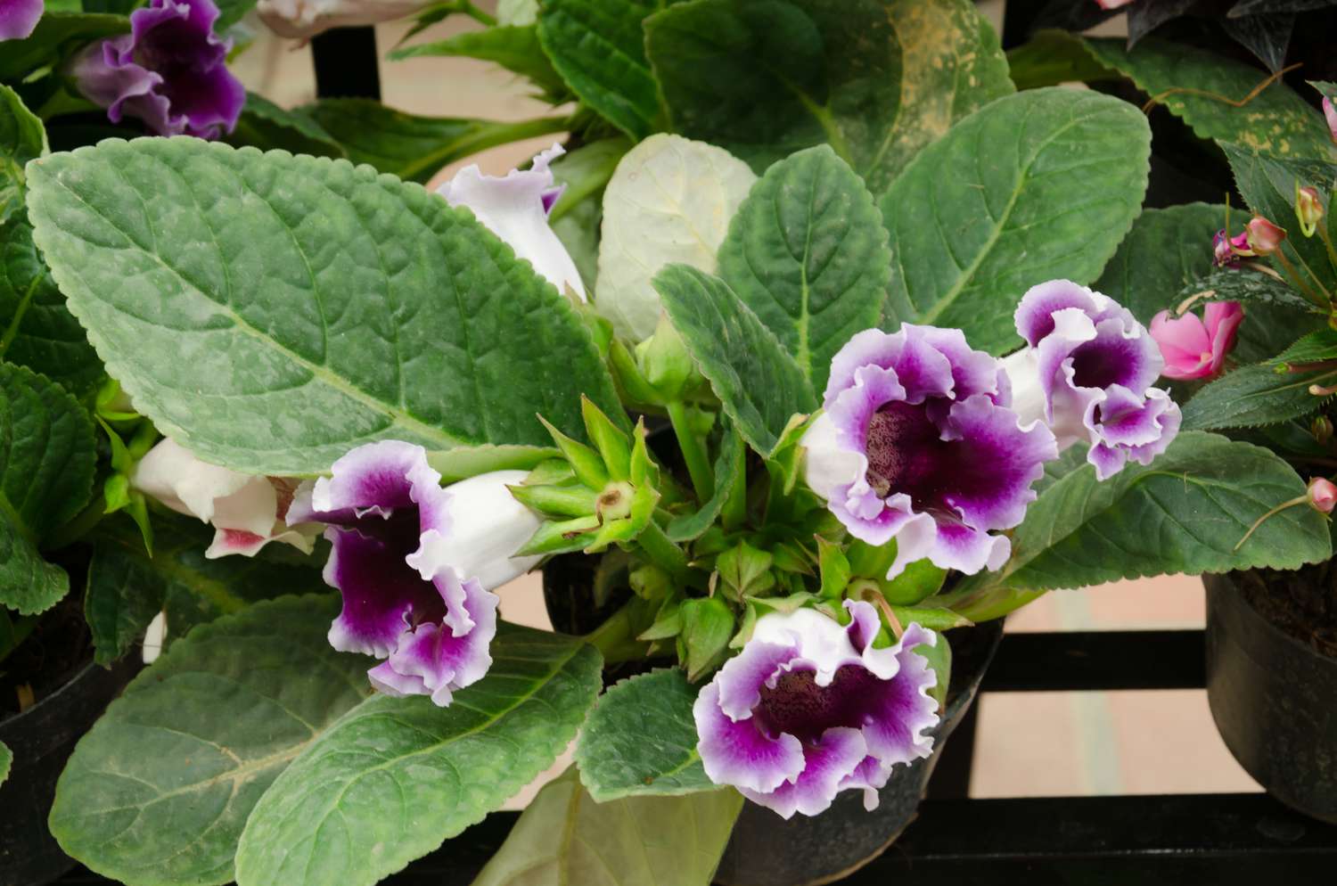 Gros plan de la gloxinia