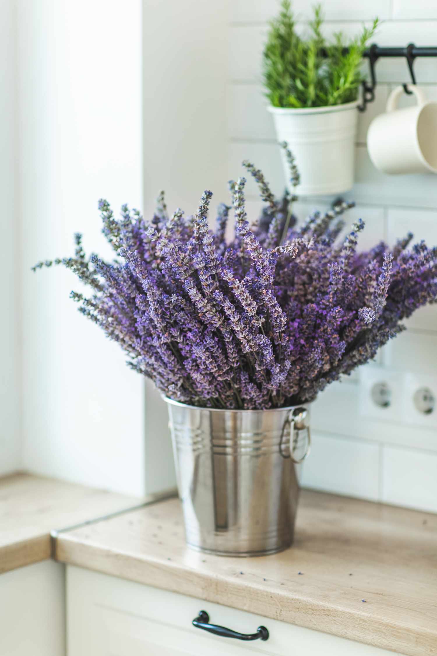 Composition avec de la lavande dans un seau en métal dans le salon, le concept du confort de la maison. Décoration simple du salon. Style minimal. Aromathérapie à la maison.