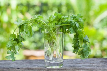 Comment propager la coriandre dans l’eau pour des herbes fraîches toute l’année