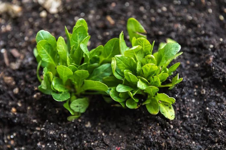 Deux plantes d'épazote poussant dans le sol