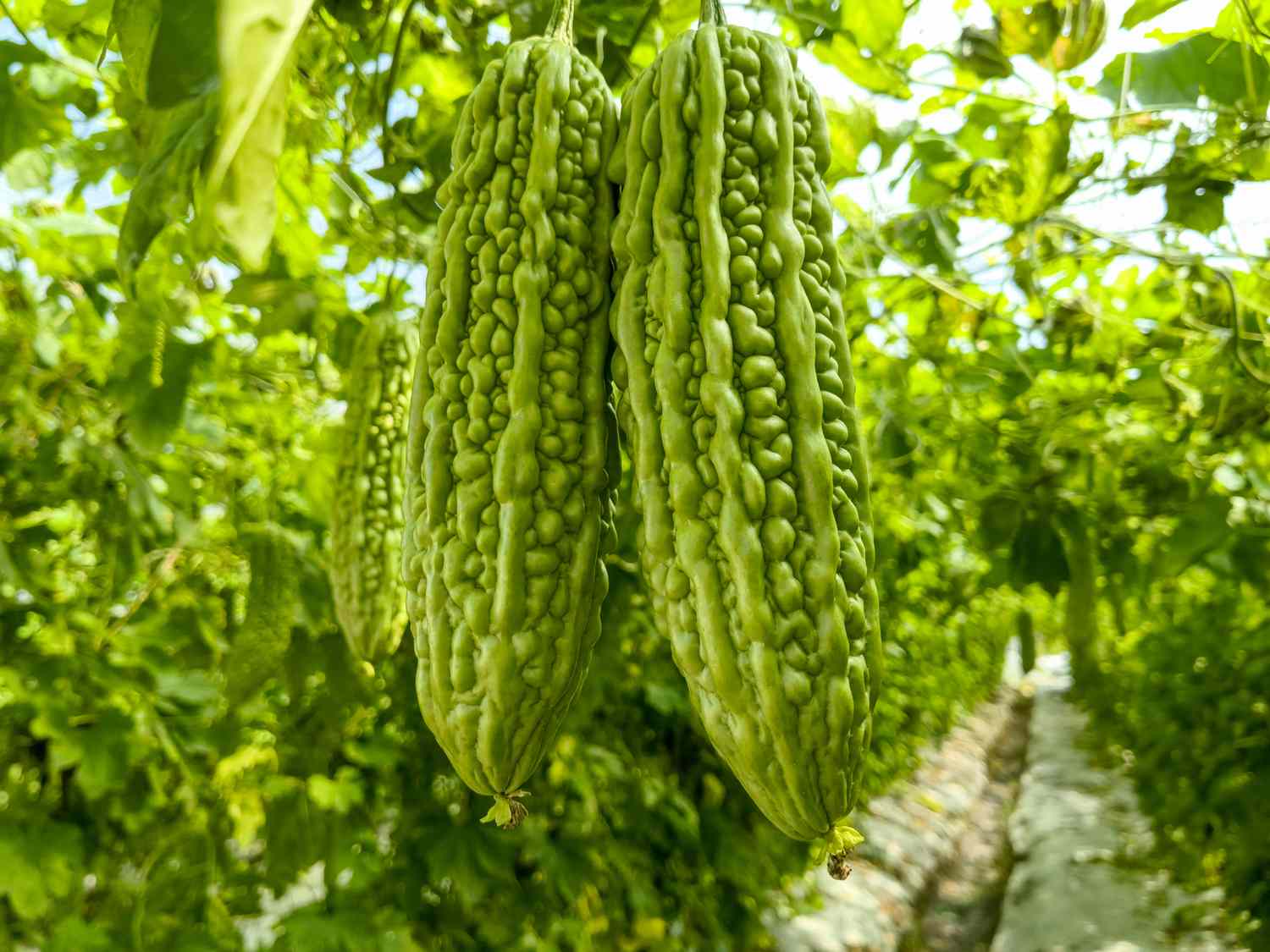 Gros plan de deux melons amers mûrs sur une vigne