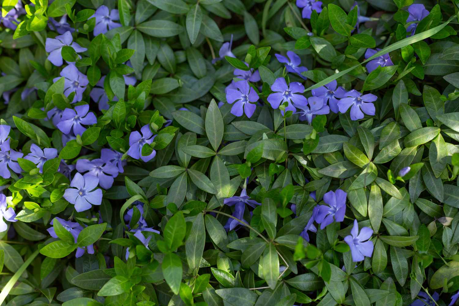 Vinca minor