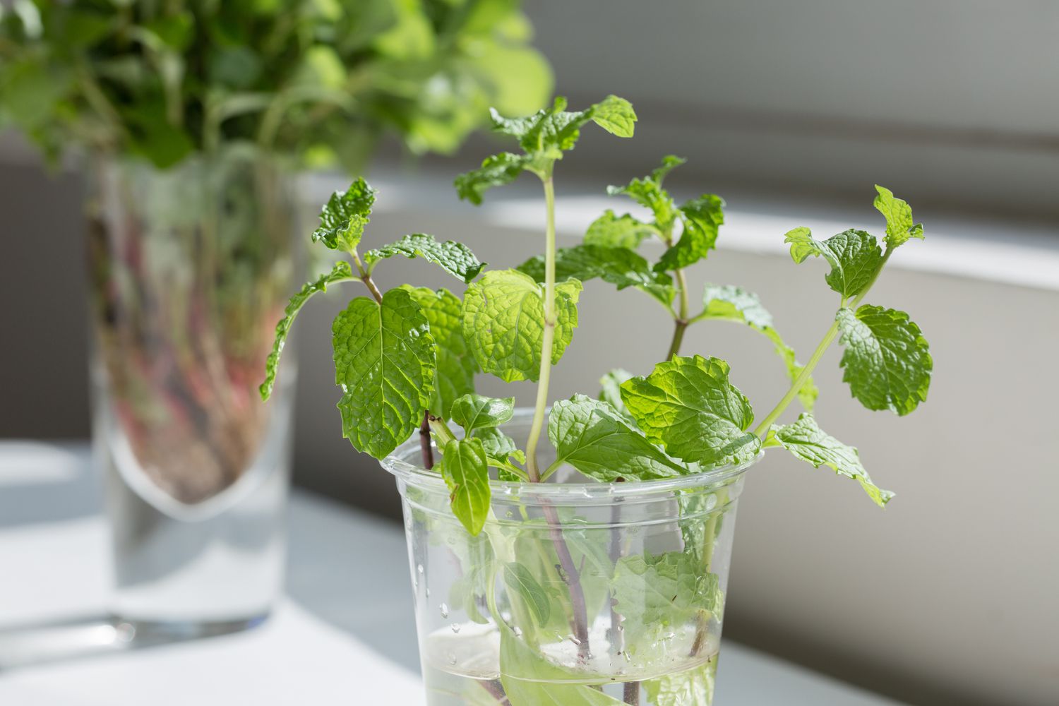 Propagation de la menthe dans une tasse d'eau