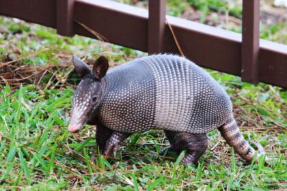 9 Astuces Géniales pour Éloigner les Tatous de Votre Maison et de Votre Jardin pour de Bon