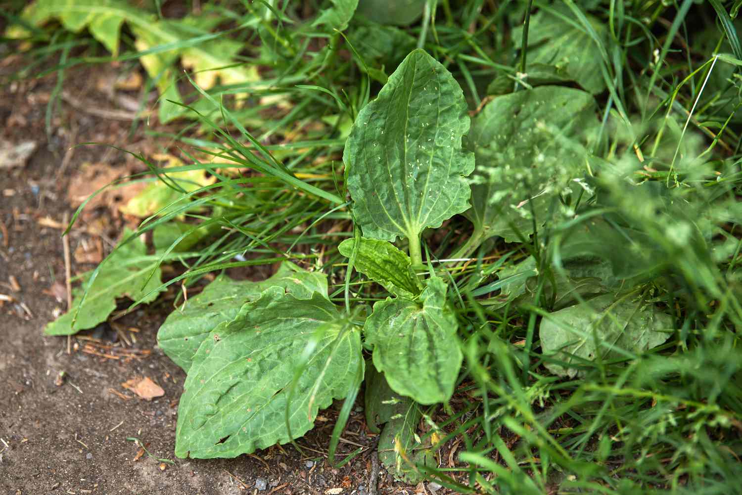 Plantain à larges feuilles avec des feuilles ovales près du sol et des brins d'herbe.