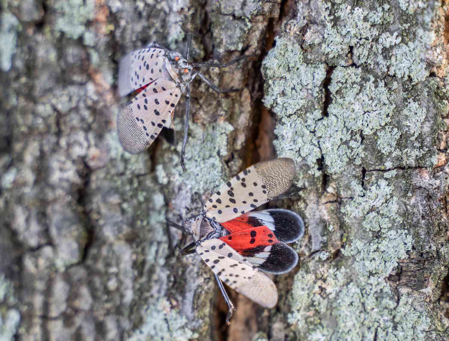 Mouche de la lanterne