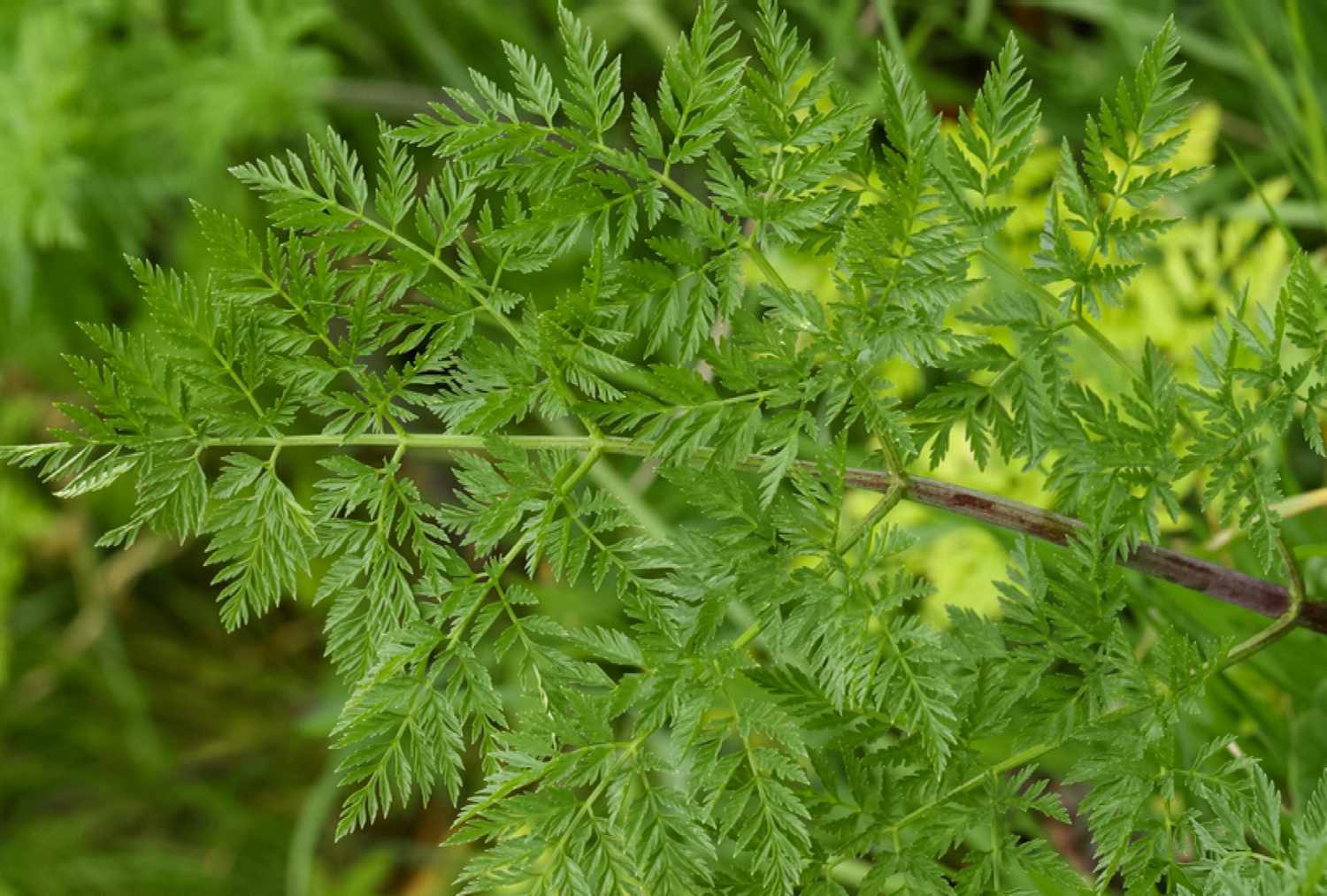 Gros plan sur les feuilles de la ciguë