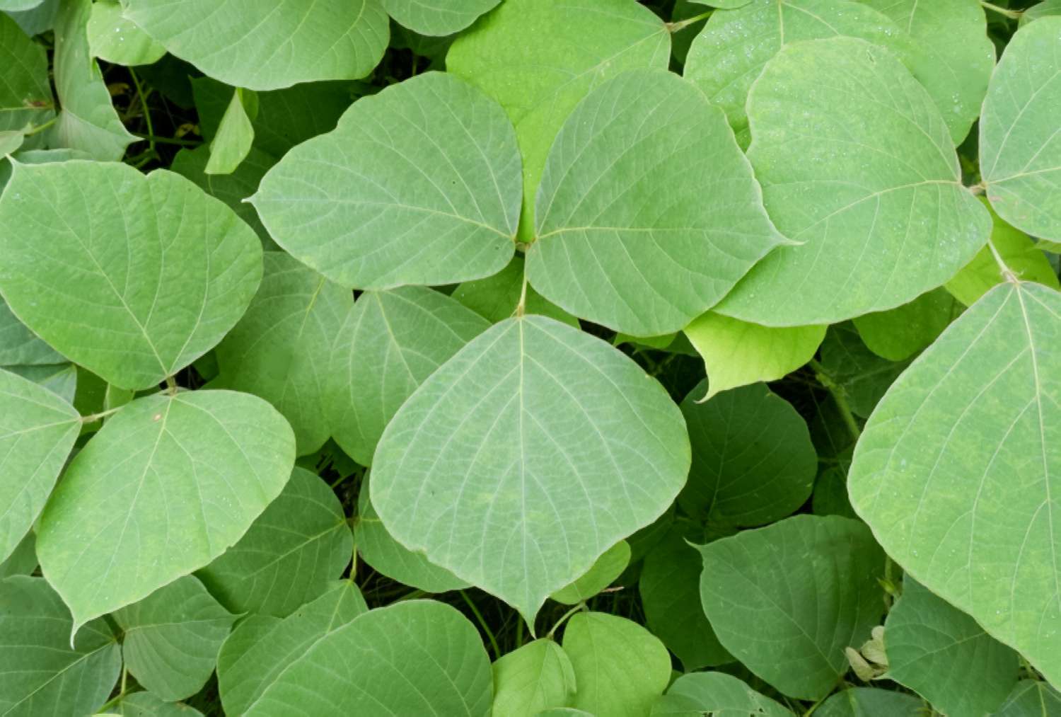 Gros plan sur les feuilles de kudzu