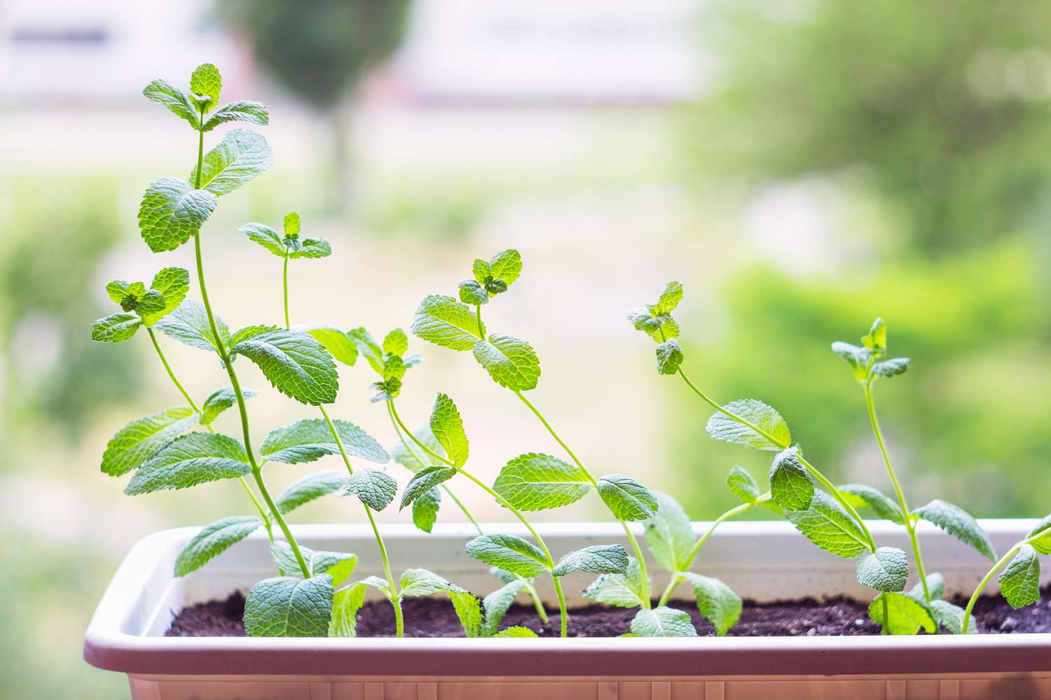 Jeunes plants de menthe dans une fenêtre