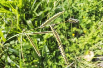 Comment maîtriser le dallasgrass dans votre pelouse et éviter son retour.