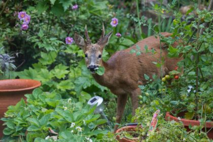 Les cerfs mangent-ils vos chrysanthèmes ? Comment protéger votre jardin cet automne.