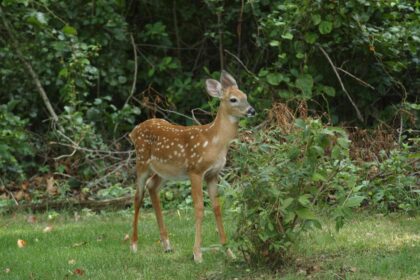 Si les cerfs mangent vos plants de tomates, découvrez 6 méthodes infaillibles pour les dissuader.