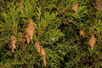 Comment éliminer les vers à sac de votre jardin et protéger vos arbres et arbustes.