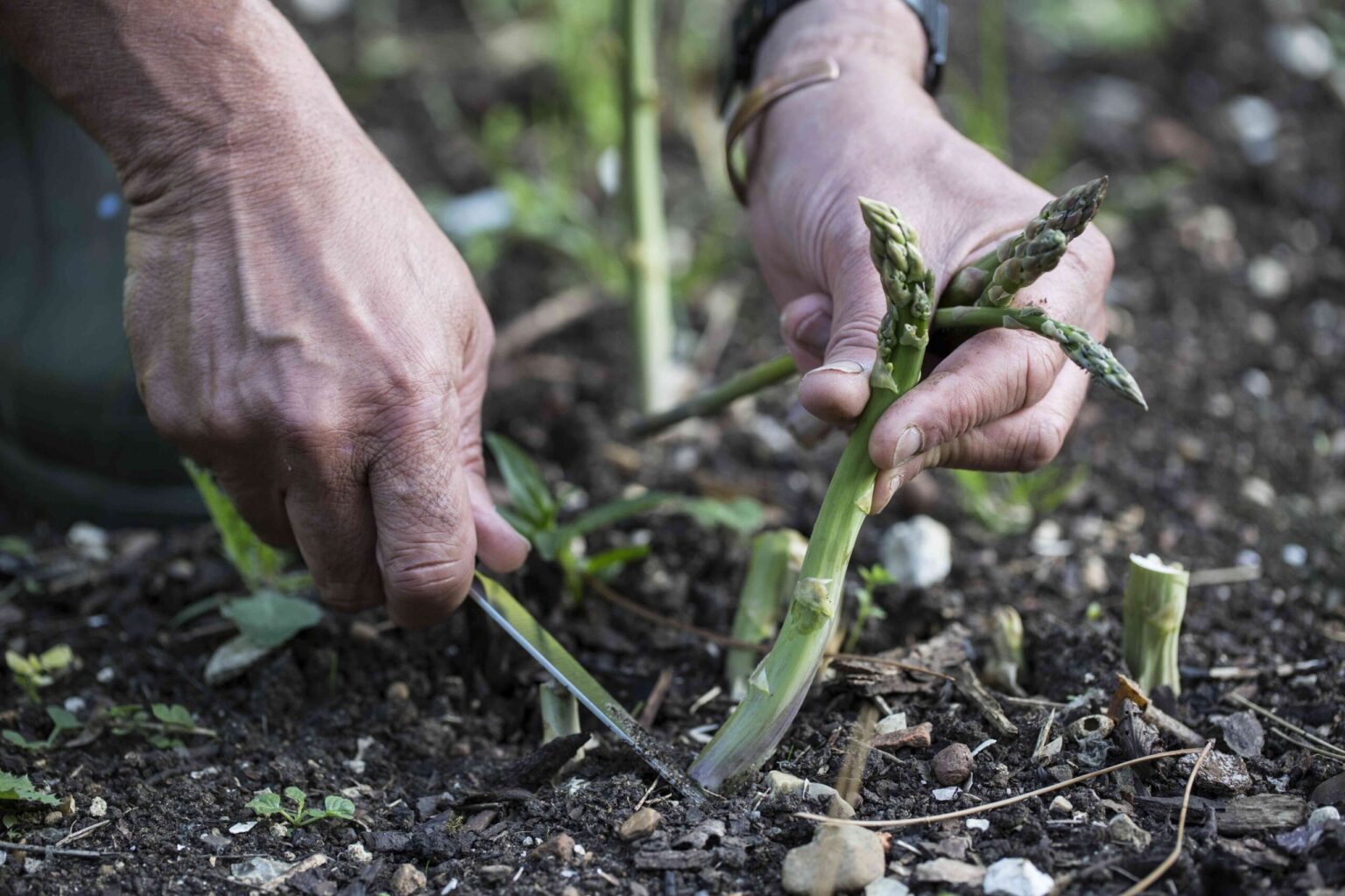 Comment cultiver des asperges à partir de graines et obtenir une récolte abondante