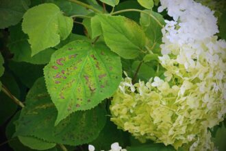 10 Maladies des hortensias : Comment les identifier et les traiter