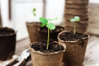 N’initiez pas vos semences tout de suite : Pourquoi les jardiniers professionnels recommandent d’attendre pour obtenir les meilleurs résultats.