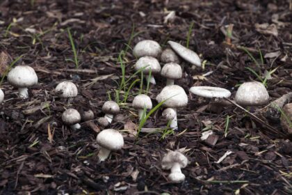 Pourquoi des champignons poussent-ils dans mon potager, et est-ce une mauvaise chose ?