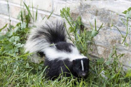 Comment éloigner les mouffettes de votre jardin avant qu’elles ne le détruisent.