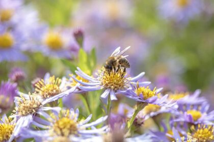 Pulvériser un répulsif contre les moustiques peut nuire aux abeilles : que recommandent les experts à la place ?