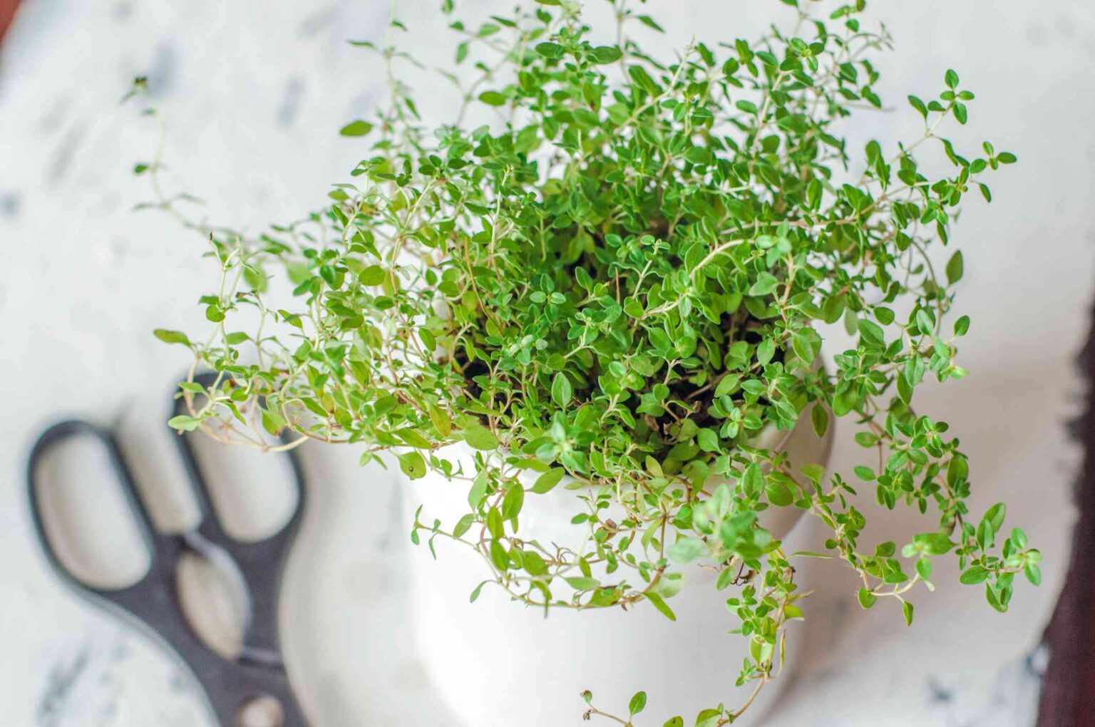 8 Conseils pour Propager des Herbes comme un Pro afin de Profiter d’Ingrédients Frais Tout l’Hiver