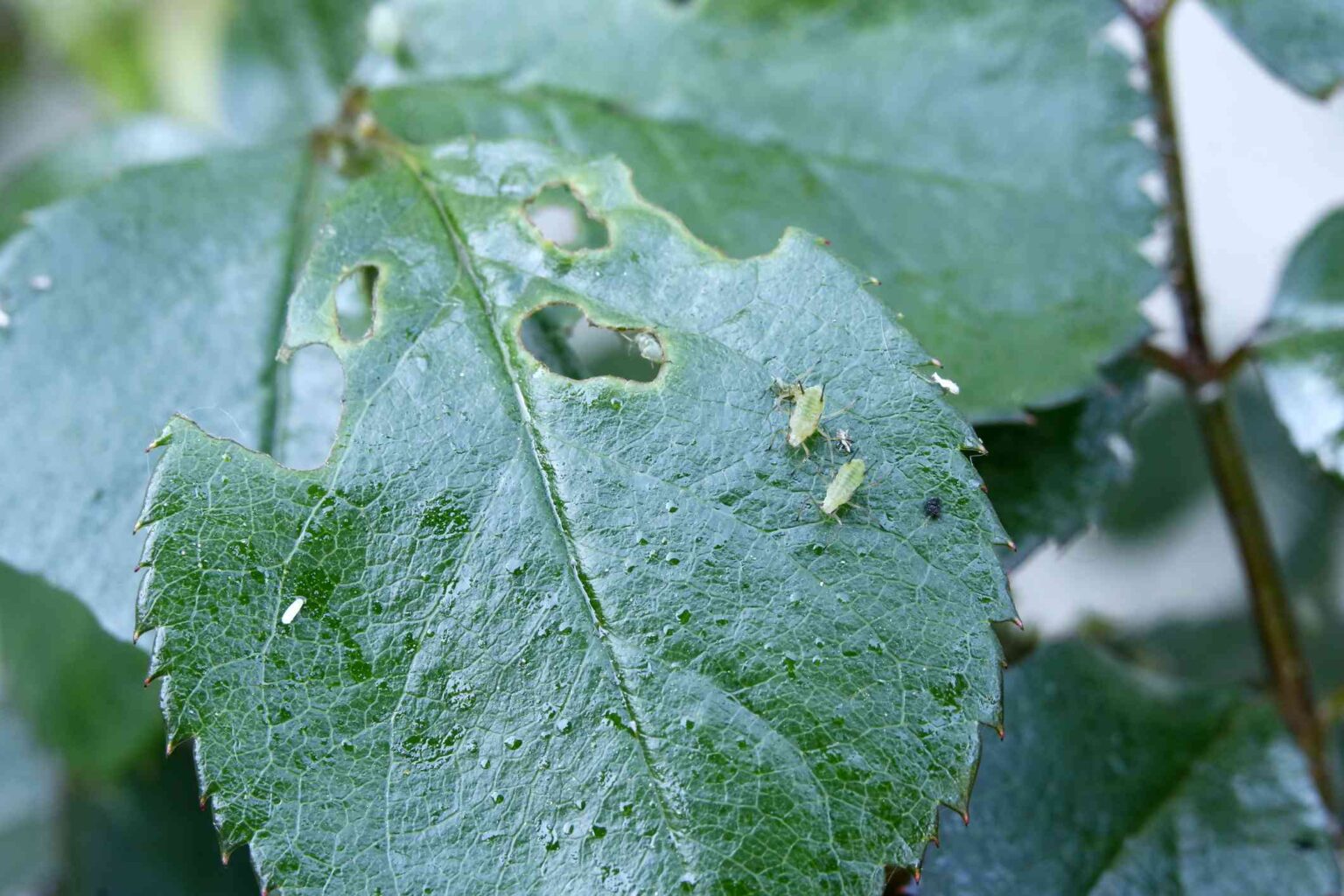 Comment Éliminer les Pucerons Naturellement : 10 Méthodes