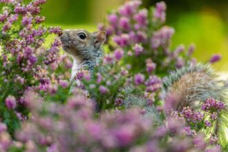 Comment éliminer les écureuils de votre jardin avec 9 méthodes simples