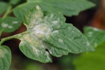 Quelles sont ces taches blanches sur les feuilles de vos tomates ? 9 causes et solutions.