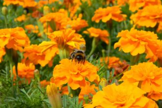 Les tagètes repoussent-elles les nuisibles de votre jardin ? Nous avons interrogé un expert.