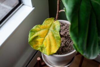 Abandonnez les figuiers à feuilles de violon cet hiver et optez plutôt pour cette plante sous-estimée.