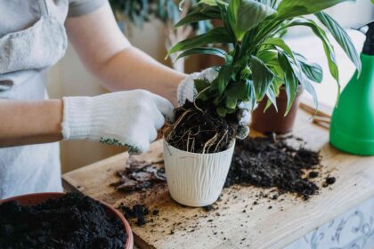 Comment rempoter un Lys de la paix de manière appropriée pour des fleurs durables.