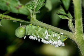 Devriez-vous éliminer les chenilles de la tomate ? Voici pourquoi les experts affirment qu’elles peuvent favoriser la croissance de votre jardin.