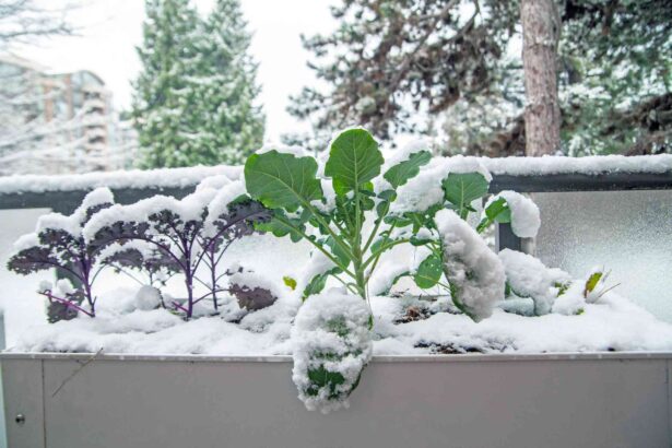 Votre potager nécessite des soins particuliers en hiver — Que faire dès maintenant pour une meilleure récolte ?