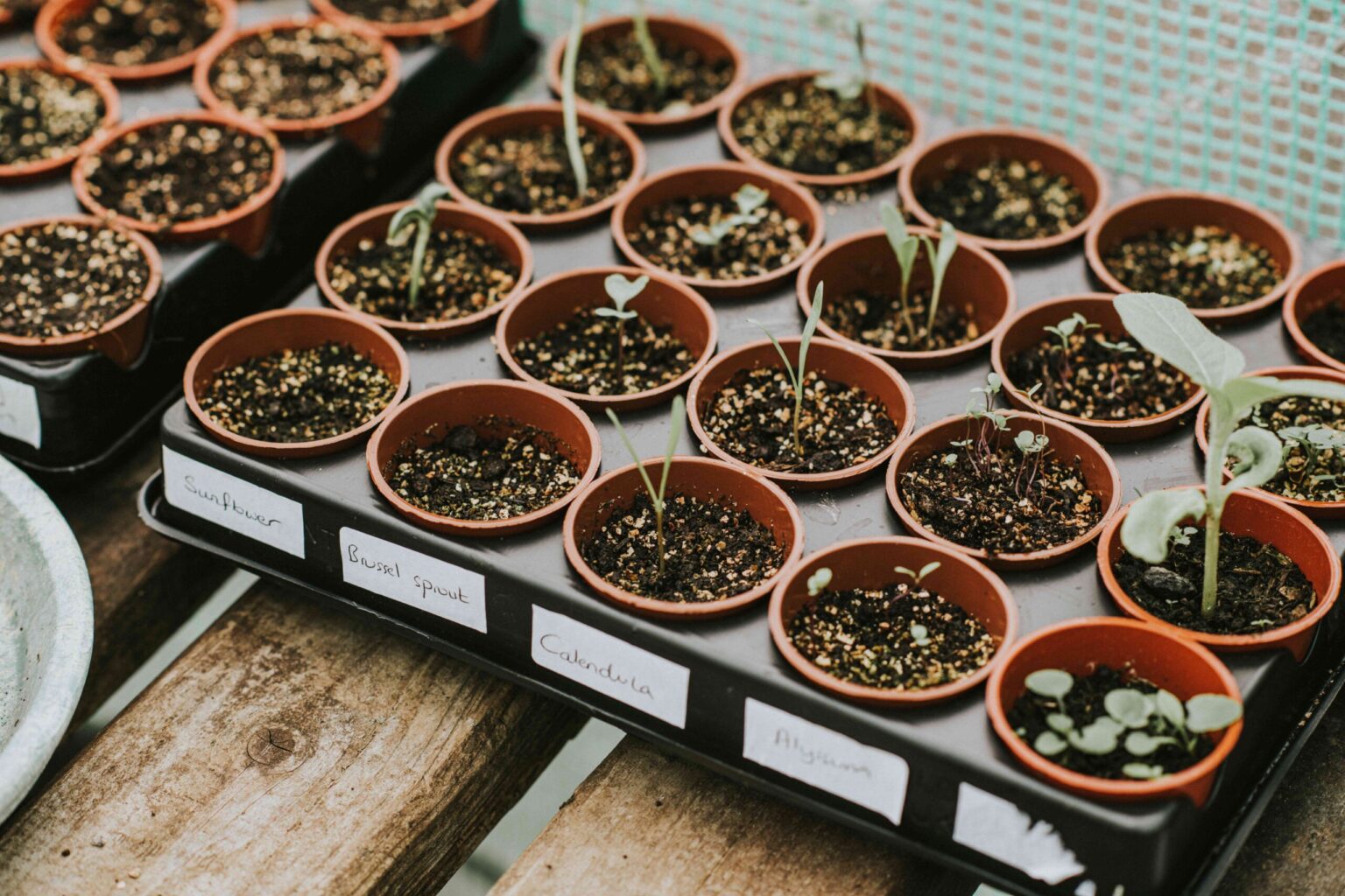 6 Semences à ne surtout pas semer en hiver, selon les jardiniers professionnels