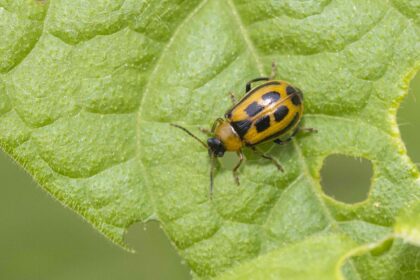 Bésicles de Haricot Envahissent Votre Jardin ? Comment Les Contrôler Avant Qu’il Ne Soit Trop Tard